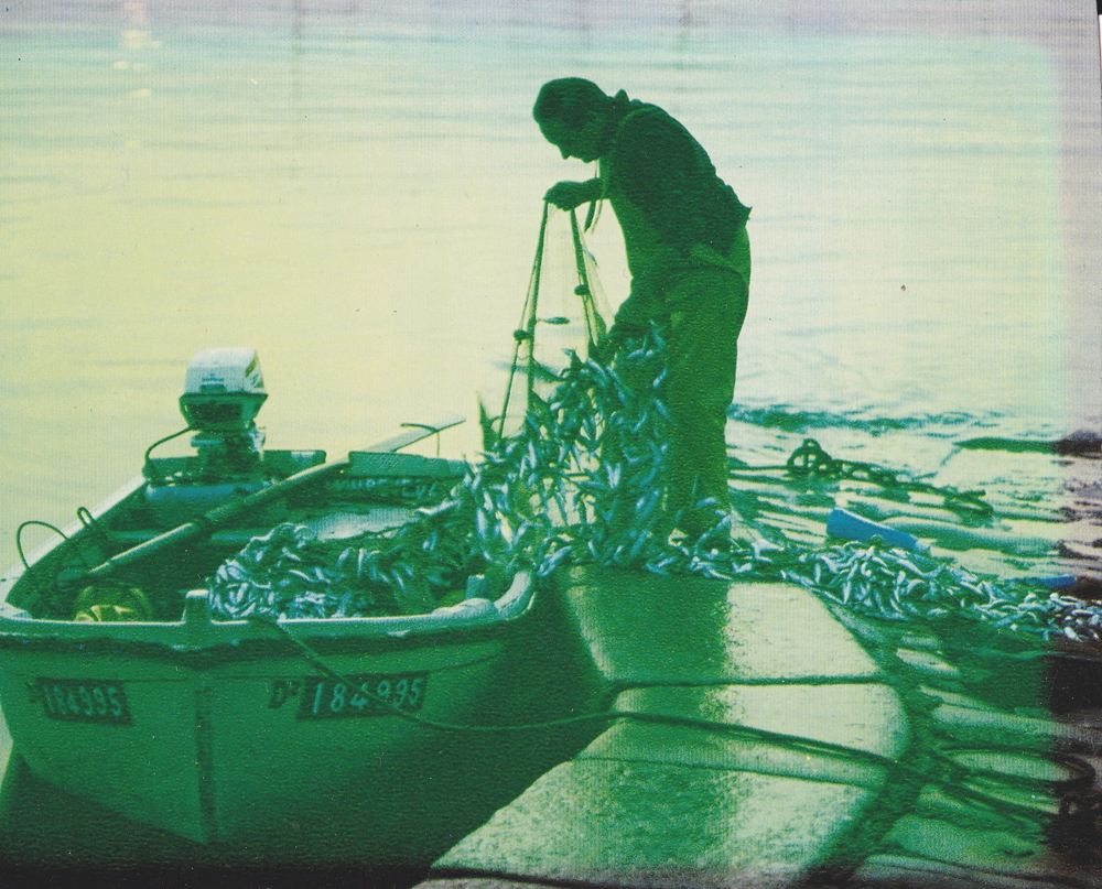 Source : Collection personnelle de François Pencalet fils.Après la pêche, François Pencalet décharge ses sprats sur la cale Raie.