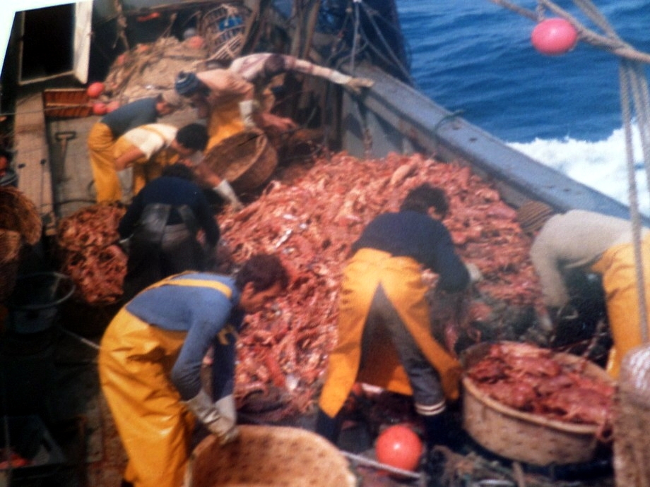 Source : Collection personnelle de Christian Le Roux.Une pêche exceptionnelle : palanquées de langoustes roses, sur le RIO (patron Christian Le Roux).